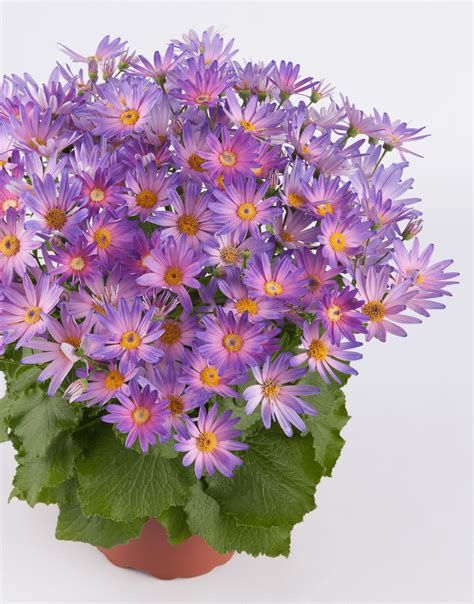 Senetti Magix Salmon: A Flower that Captivates with Its Grace and Elegance